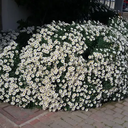 Hotel Cinzia Porto Garibaldi